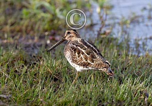 Common Snipe 5